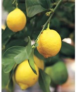 HARVEY LEMON TREE (Grafted) 3ft to 4ft Tall - $227.26 CAD