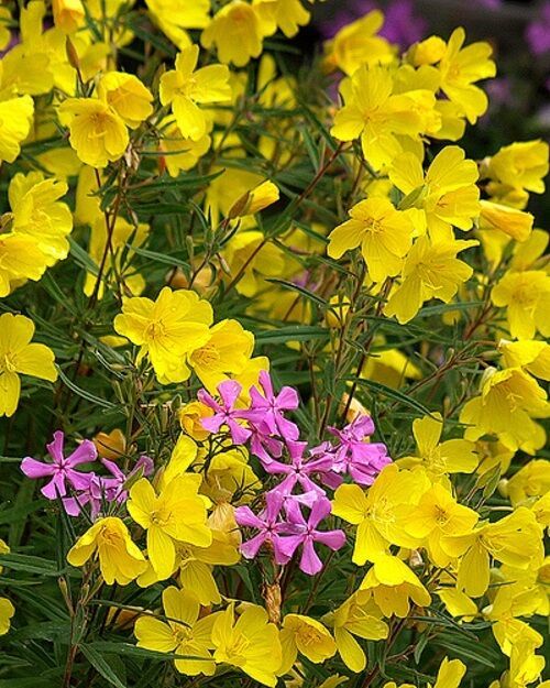 Primary image for PowerOn  30+ Fragrant Yellow Phlox Flower Seeds / Shade Perennial