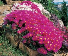 FREE SHIPPING 400+ seeds Ice plant succulent {Dorotheanthus bellidiformis} - $12.99