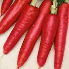 Atomic Red Carrot Seeds Organic |Crisp ,mild Sweet Flavor 200  Seeds - $4.50