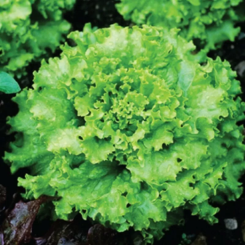 SKMO Grand Rapids Lettuce Vegetable 600 Seeds Bulk Indoor Gardening  - $9.15