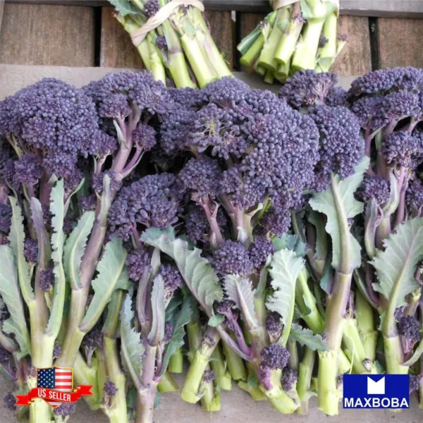 175+ Early Purple Sprouting Broccoli Seeds Non Gmo Heirloom Fresh Garden Beautif - £5.39 GBP