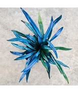 Blue Oil Fern Starter Plant 2 Plants New Fresh  - $125.28 CAD