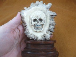 (Skull-12) large white bas relief Skull figurine Bali antler carving cra... - $63.10