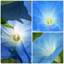 200 Seeds Morning Glory Heavenly Blue Flower - £11.77 GBP