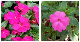 Impatiens hawkeri VAR. ramosa Seeds 6000Pcs Seeds Garden - £27.96 GBP