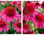 100 Seeds Echinacea &#39;Delicious Candy&#39; (Coneflower) Flowers Garden - £30.62 GBP