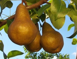 20 Seeds Bosc Pear, Pyrus Pyrifolia Live Tree Seeds - $30.00