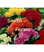 50 Seeds Celosia Cristata Mixed Cockscomb Flowers Fast US Shipping - €8,33 EUR
