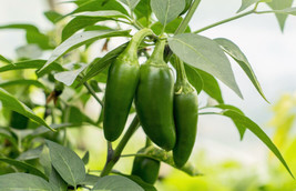 Semilir 400 Seeds Early Jalapeno Pepper Green Medium Hot Chili Capsicum Annuum V - £7.48 GBP