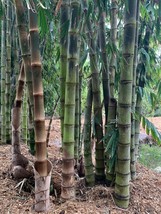 SD 50 Asper Bamboo Seeds Privacy Plant Garden Clumping Shade Screen Fast... - $12.11