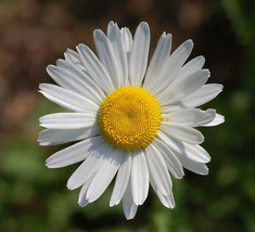 Fast Ship USA Seller Leucanthemum Vulgare Ox Eye Daisy Marguerite 500 Seeds - £12.53 GBP