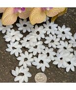 Hawaiian Store Bubble Shell Rosettes – Natural Shells for Crafts &amp; DIY - $32.99+