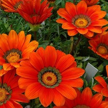 New Seeds Mpb#12 Gazania Seeds Garden Leader Bronze 25 Thru 500 Seeds Flower See - £11.92 GBP