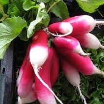 750 French Breakfast Radish Raphanus Sativus Vegetable Seeds Fresh Seeds - £11.50 GBP