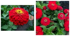 200 seeds Zinnia- Cherry Queen Seeds Fresh Garden Seeds - £17.57 GBP