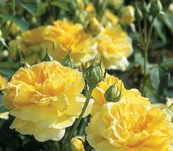 Yellow Upright Fragrant Tea Rose Shrub Flower 50 Seeds Garden USA Shipping - £6.82 GBP