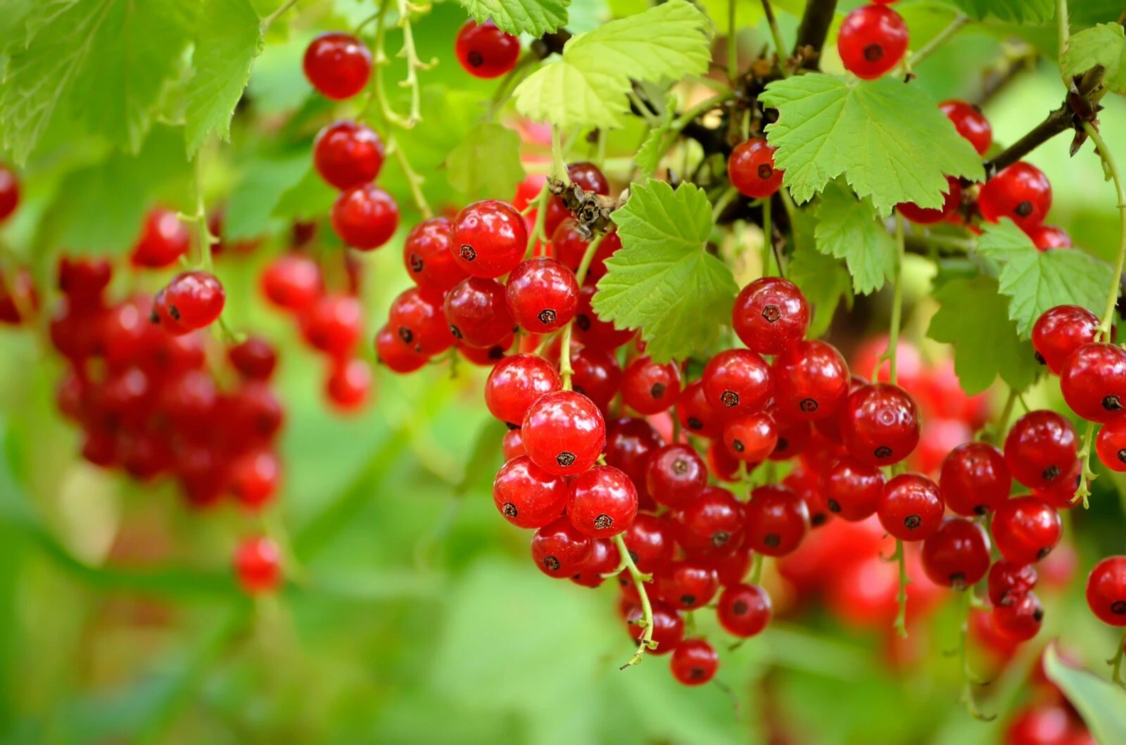 1 Perfection red Currant plant, zones 3-7 - $35.63