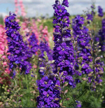 USA Non GMO 100 Seeds Delphinium Lilac Spire Purple Larkspur Cut Flowers Early B - £7.20 GBP
