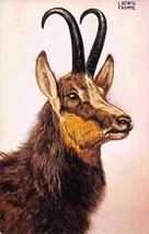 Chamois Mountain Goat Antelope Portrait Ludwig Fromme Artist 1905c postcard - $7.87