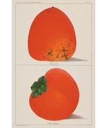 13245.Decor Poster.Home wall.Room vintage art design.Red persimmons.Kitchen - $23.47 CAD+
