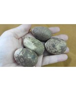 tn-15) 4 medium natural Tagua Nut whole nuts for craft Carving Dried pla... - $25.56 CAD
