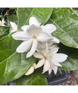 SEPTH Jasmine Mysore Mulli In 4 Inch Pot Pot Fragrance Flowers And Brill... - $36.72