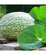 8 seeds Heirloom Malabar Gourd Seeds, fig leaf gourd chilacayote asian p... - $9.98