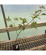 Acer Palmatum Blonde Beauty Japanese Maple Live Plant 10 Inch Tall 1 Yea... - $13,788.65 MXN