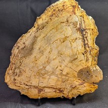 Petrified Wood Large Decorative Crystal Slice ≥7.0&quot; &amp; over 19 oz (item #20) - $737.45 MXN