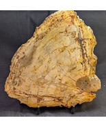 Petrified Wood Large Decorative Crystal Slice ≥7.0" & over 19 oz (item #20) - $39.59