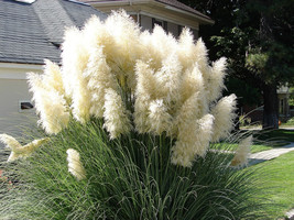 200 White Pampas Grass Cortaderia Selloana Ornamental Flower Seeds New F... - $285.31 MXN