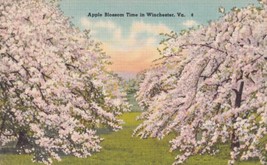 Apple Blossoms Time in Winchester Virginia VA Orchard in Full Bloom Postcard D58 - £3.18 GBP