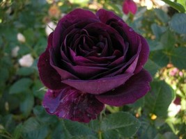 10 Dark Purple Rose Bush Perennial Shrub 1256 Flowers Seeds - $135.88 MXN