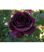 10 Dark Purple Rose Bush Perennial Shrub 1256 Flowers Seeds - $7.29