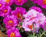 500 Moss Rose Grandiflora Hardy Ground Cover Will Germinate! 6 - £3.54 GBP