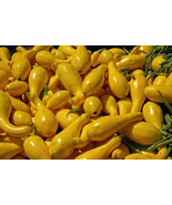 TeL Yellow Crookneck Squash Vegetable Seeds 50 &quot;&quot;Golden Summer&quot;&quot; Heirloo... - £7.21 GBP