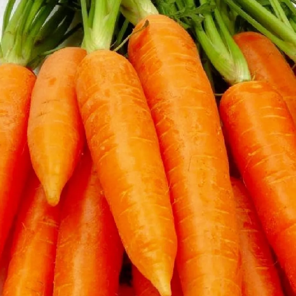 Chantenay Red Core Carrot 750 Seeds for colorfull garden NON GMO - £5.18 GBP