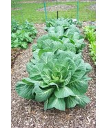 250 Vates Collards Collard Greens Brassica Oleracea Acephala Heirloom Seeds - $13.00