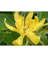 5 Pcs Joy Perfume Fragrant Himalayan Champaca Flower Seeds #MNHG - £13.18 GBP
