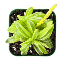 2 inch Plant Pots Live Peperomia dolabriformis Succulent Plant Fully Rooted - £14.91 GBP