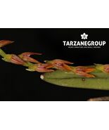 PLEUROTHALLIS TERES SMALL ORCHID MOUNTED - $34.71