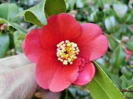 10 Korean Fire Camellia Seeds Camellia Japonica Korean Fire To Zone 6 USA Seller - $13.80