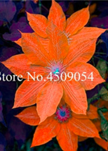 100 pcs Climbing Clematis (not Bulb) Clematis Florida Flower Perennial Flowering - £6.17 GBP