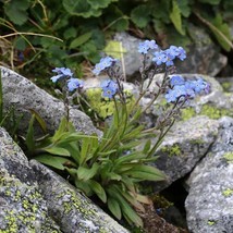 New Fresh Seeds Myosotis Alpestris Blue Forget Me Not Seed 5000 Seeds - $11.06