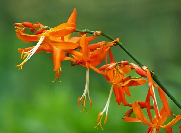 Falling Stars Crocosmia Aurea Valentine Flower 10 Seeds 2023 Usa Garden Fresh - $19.98