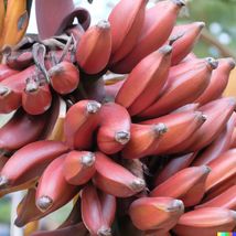 1Pcs RED Banana Live Plant Musa acuminata Red Dacca Tropical Fruit Tree - £62.76 GBP