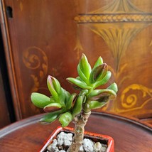 Bonsai Jade, Red Pot & Live Red Horn Tree Succulent, Ice Crack Ceramic Planter image 5