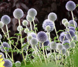 Globe Thistle Blue Echinops Ritro 125 Bulk Seeds Garden Beautiful USA Seller - £44.57 GBP