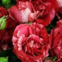 Pink red stripped roses seeds-20seeds - code 358 - $5.99